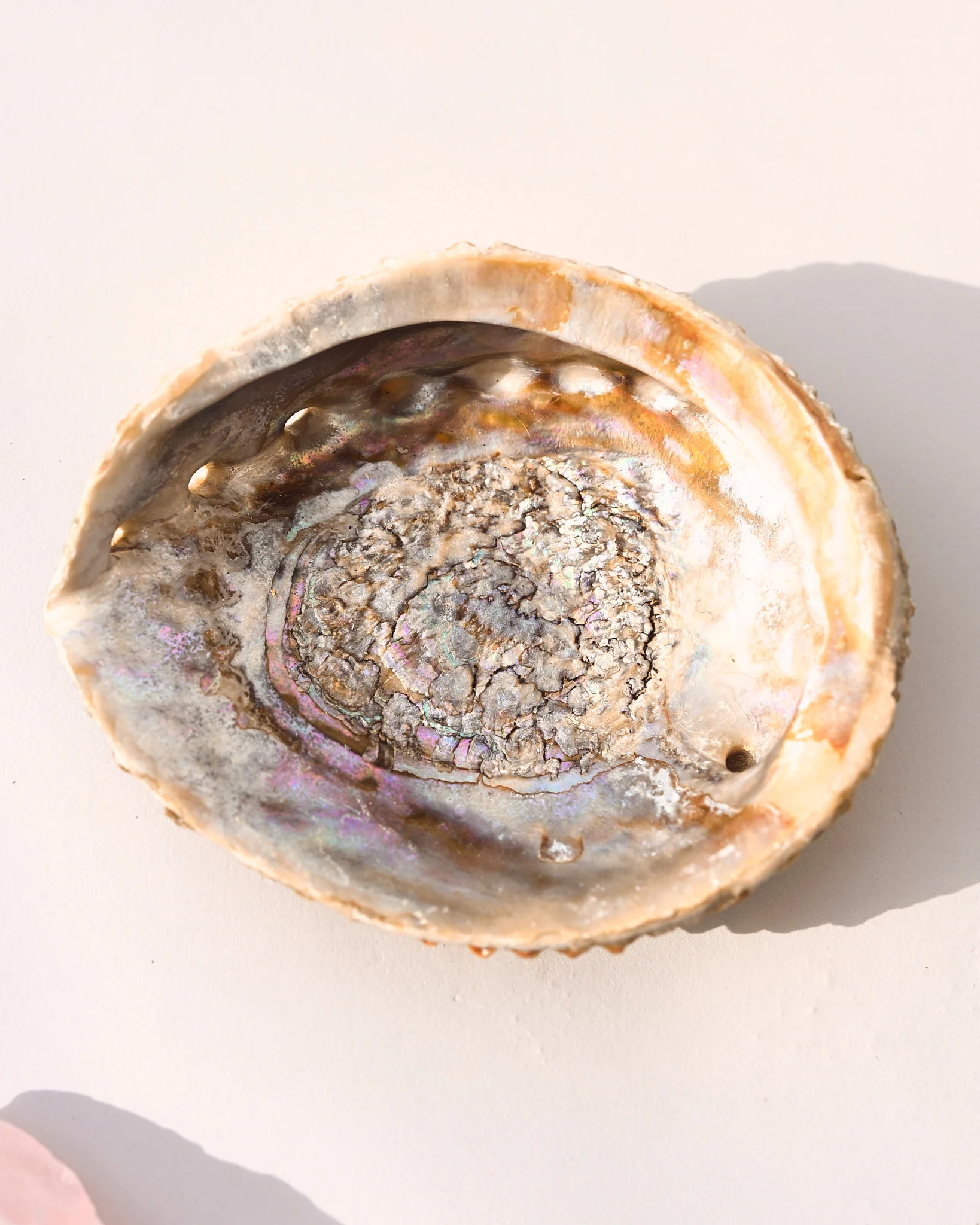 Abalone Shell - Image 2