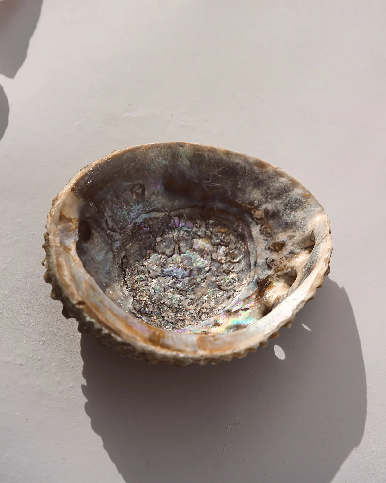 Abalone Shell - Image 4