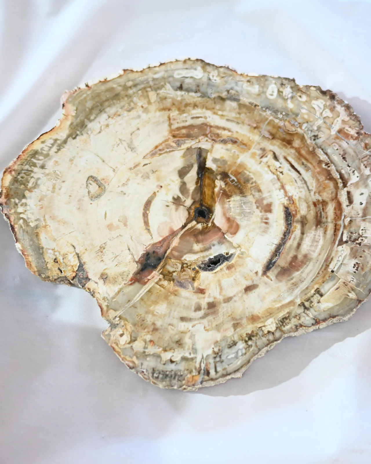 Petrified Wood Slab - Image 3