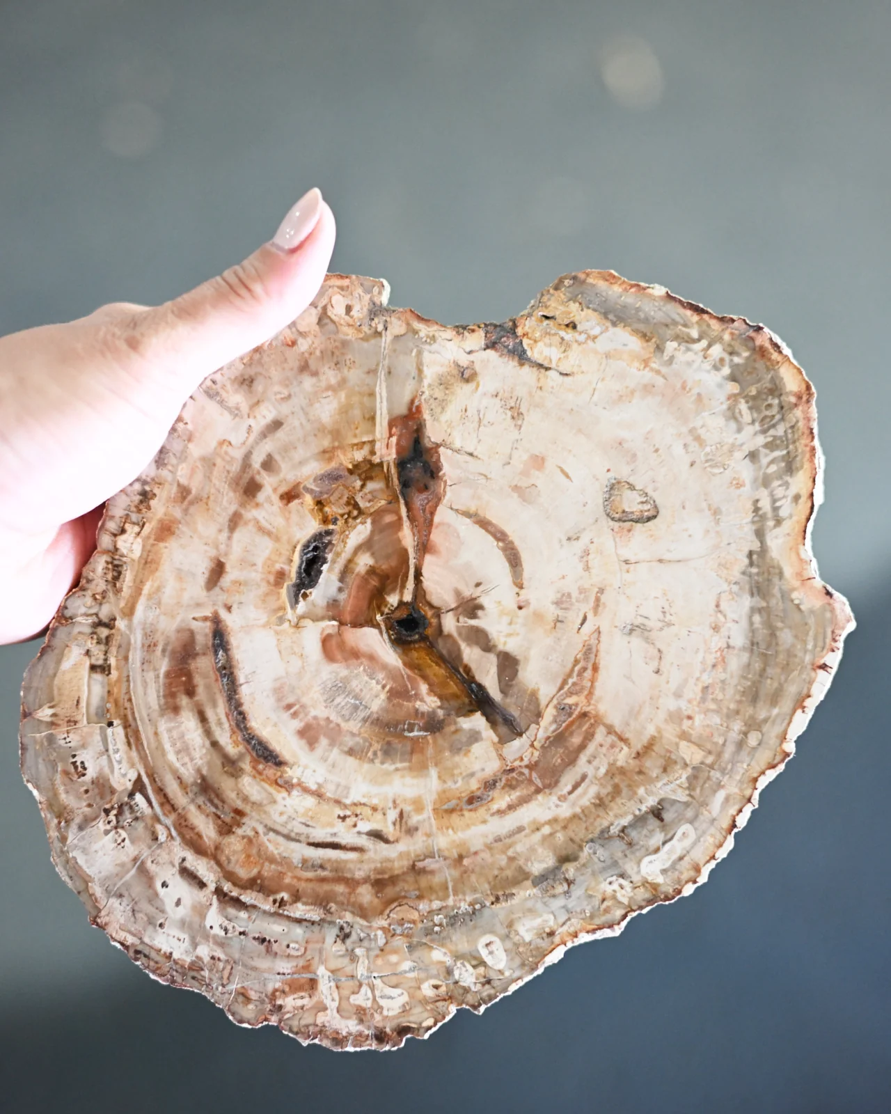Petrified Wood Slab - Image 4