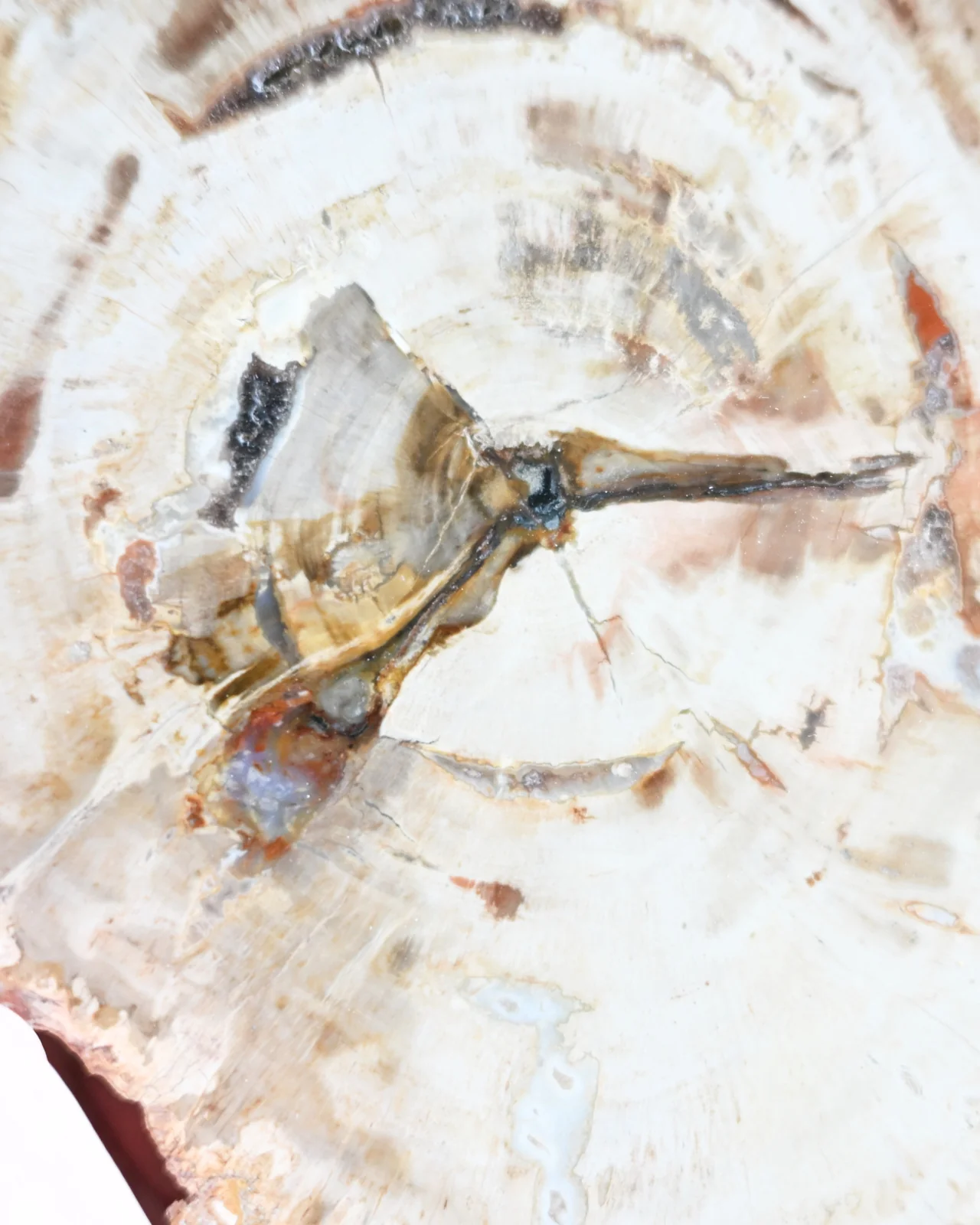 Petrified Wood Slab - Image 5