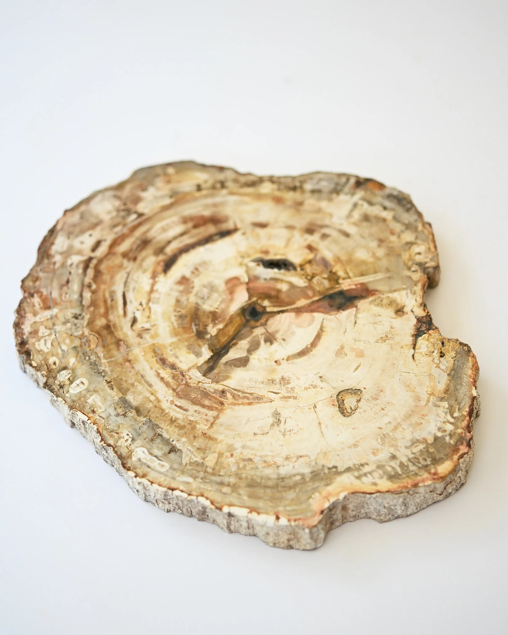 Petrified Wood Slab - Image 6