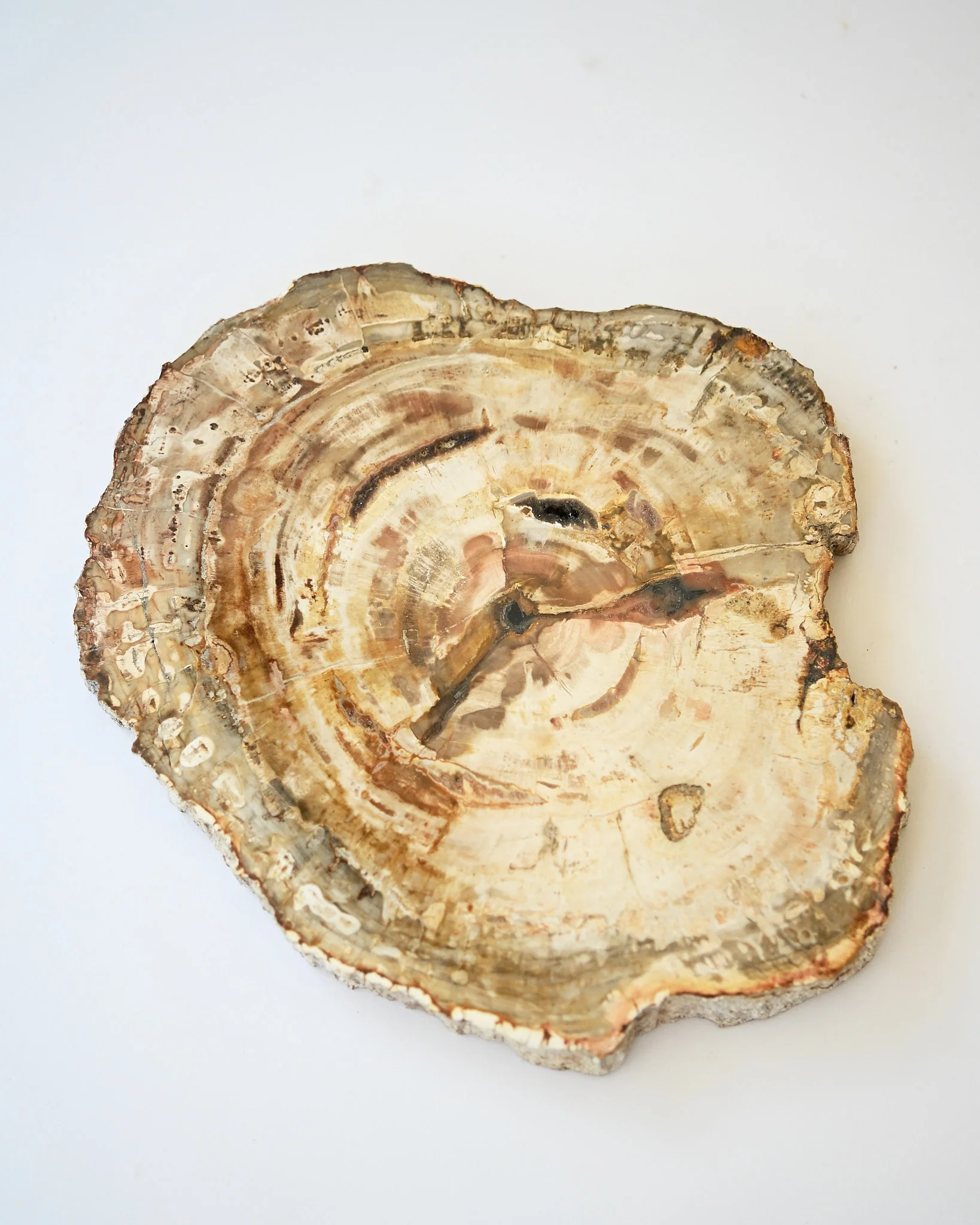 Petrified Wood Slab - Image 7