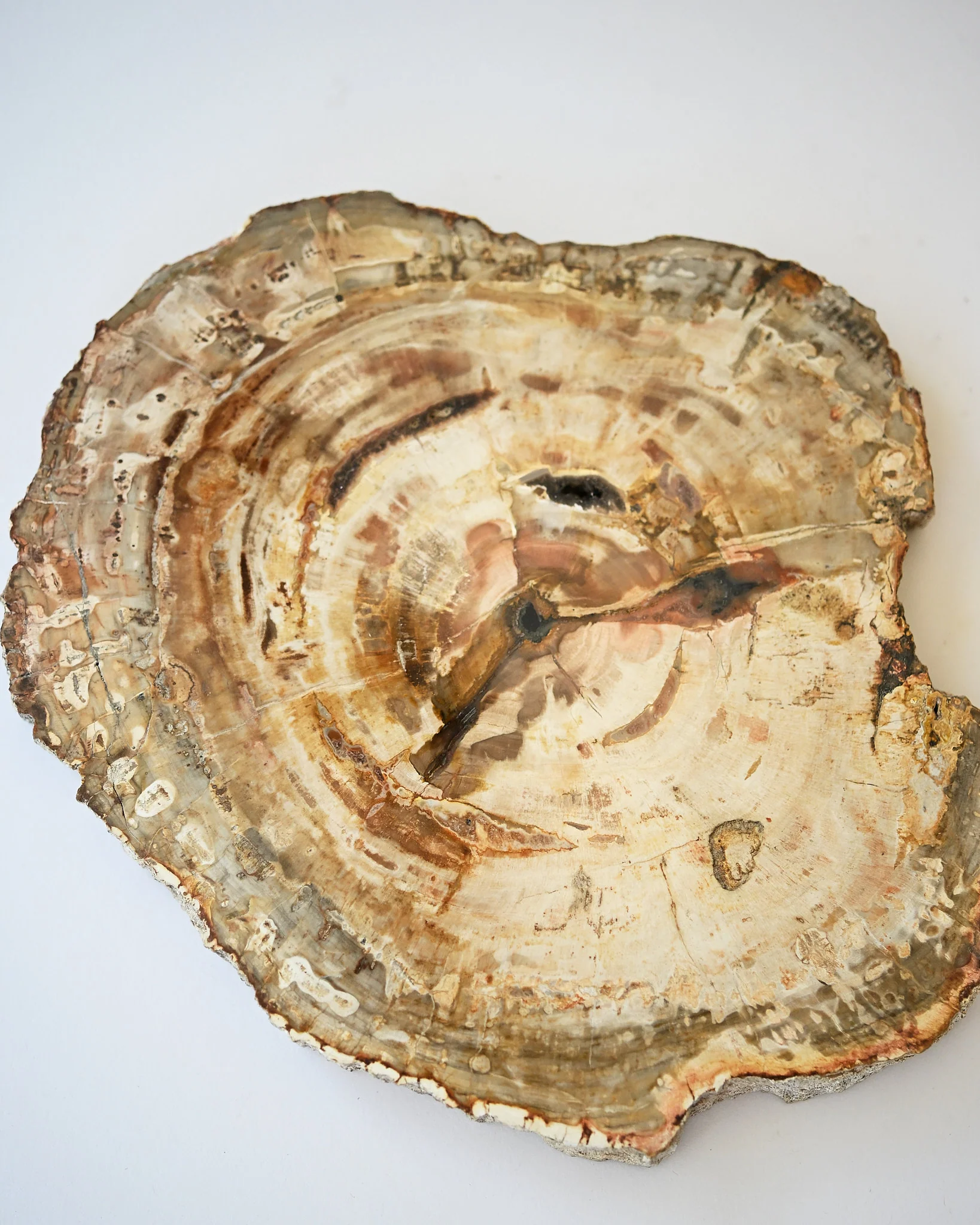 Petrified Wood Slab - Image 8