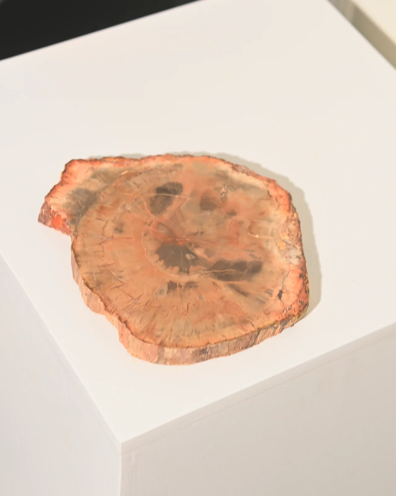 Petrified Wood Slab 5 inch - Image 3