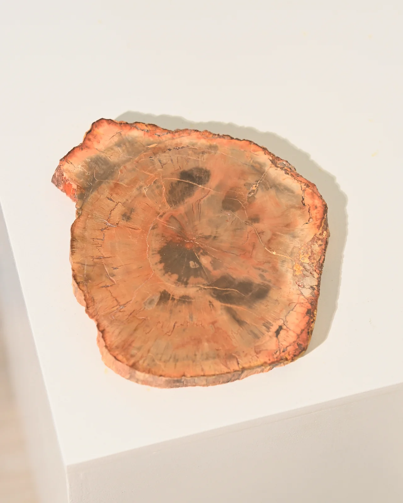 Petrified Wood Slab 5 inch - Image 4