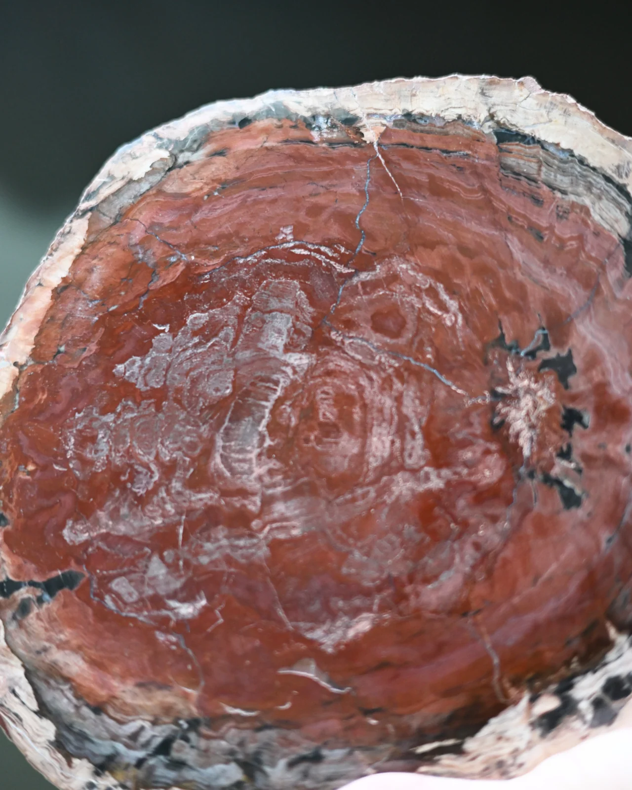 Rare Red Petrified Wood Slab 3.8lbs - Image 5