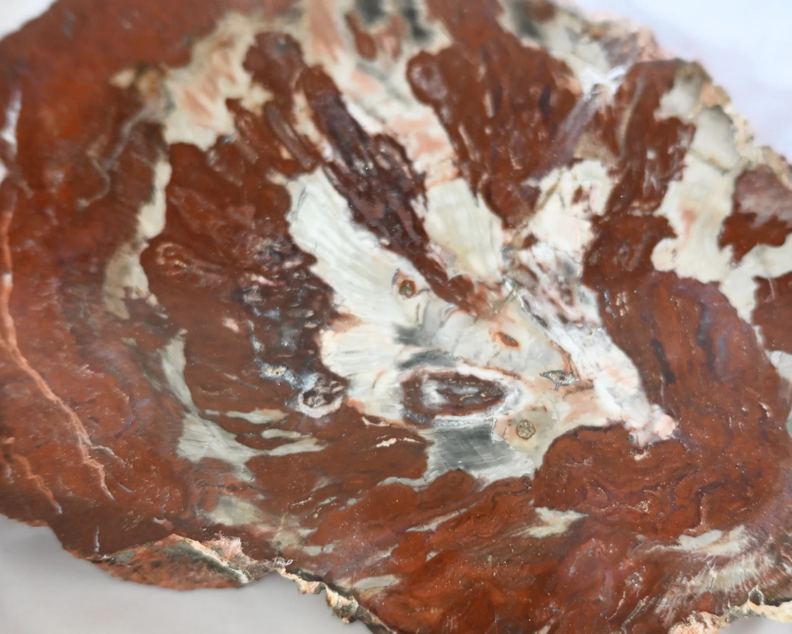 Rare Red Petrified Wood Slab 2.6lbs - Image 3
