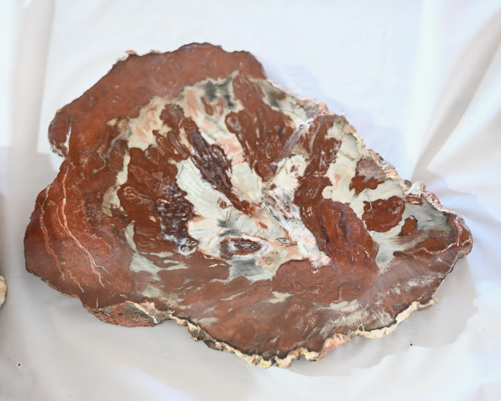 Rare Red Petrified Wood Slab 2.6lbs - Image 4