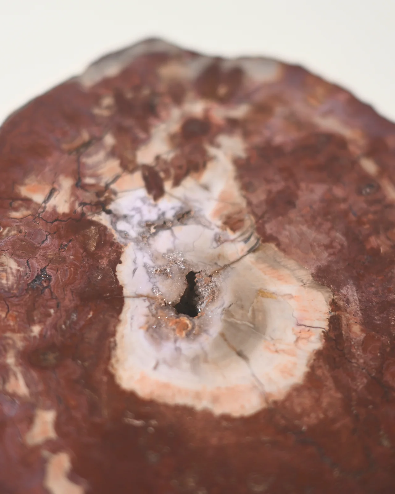 Red Petrified Wood Slab 8 inch - Image 5